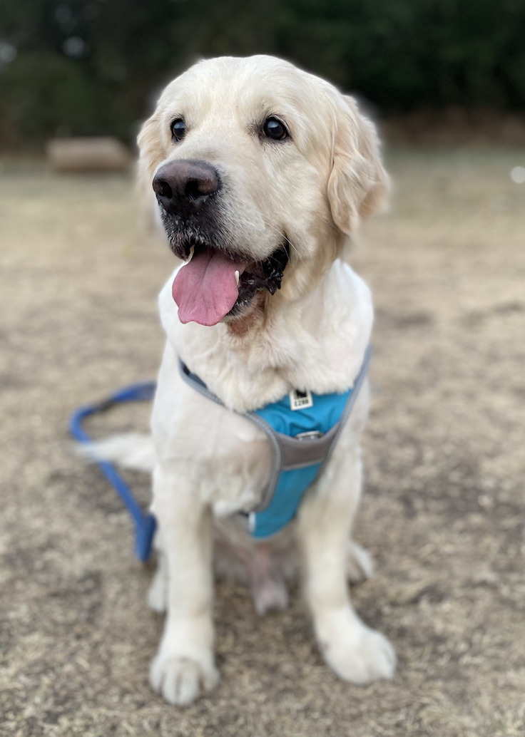 Coco — English Retriever · 7 years